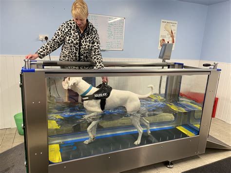 underwater treadmill for dogs